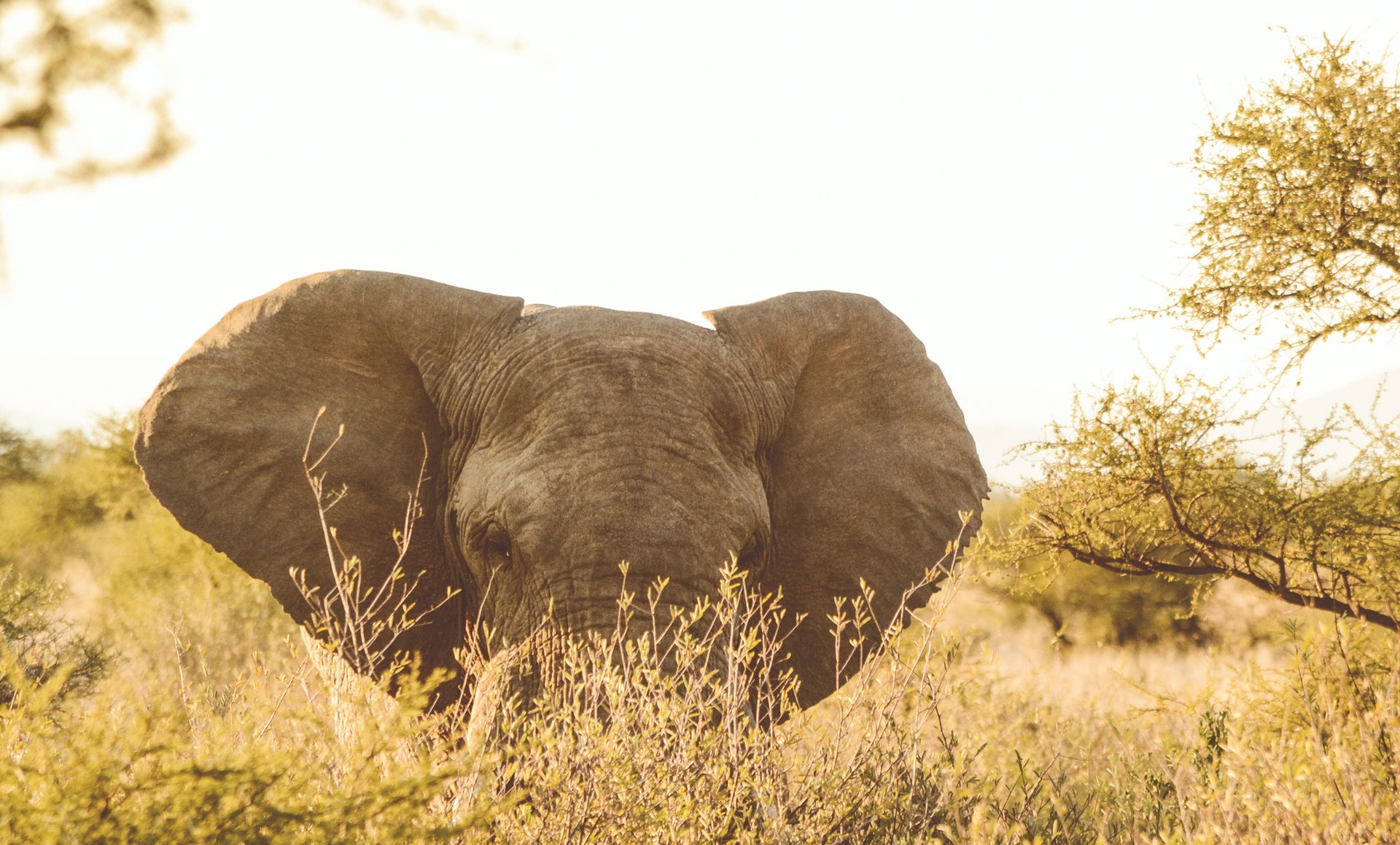Safári na África do Sul: o que você precisa saber para aproveitar a experiência!